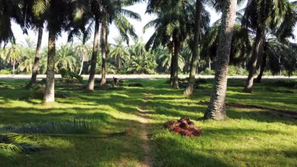 Petani mengumpulkan daun kelapa sawit — Stok Video