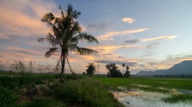 Pirinç tarlasında hindistan cevizi ağacının gün doğumu manzarası