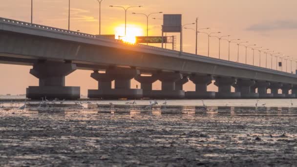 Timelapse vista garza pájaro y mar criatura buscando comida — Vídeos de Stock