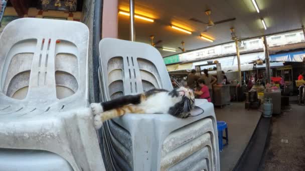 Timelapse luie kat lag op stoel — Stockvideo