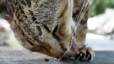 Kapatın kediler, balıkçı köyünün yakınlarında balık yiyin..