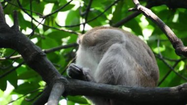 Sungai Perai, Penang, Malezya yakınlarındaki mangrov ağacında bir maymun..