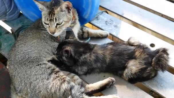 Kočka Ošetřuje Svá Koťata Kojení Podle Kočka Maminka Černošky Kotě — Stock video