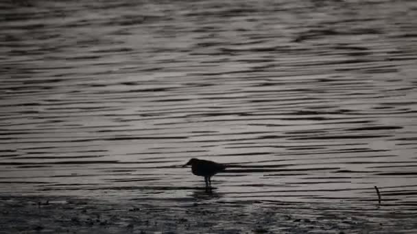 Silueta Pájaro Buscar Comida Río Manglar — Vídeos de Stock