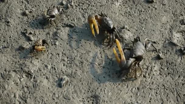 Kepiting Rawa Bakau Mencari Makanan — Stok Video