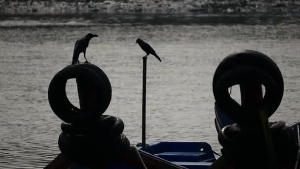 Silhouette Zwei Krähen Bleiben Auf Verschiedenen Fischerboot — Stockvideo