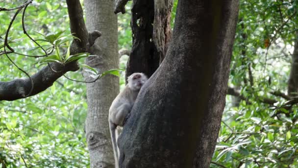 马来西亚槟城Sungai Perai 一只猴子在红树林树干上搜寻食物 — 图库视频影像
