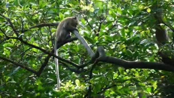Мавпа Їсть Листя Мангровому Дереві — стокове відео
