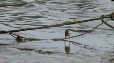 Balıkçıl kuş suda küçük bir balık yakalar..