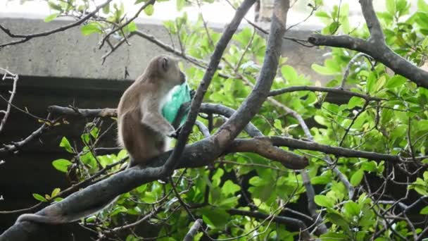 Macaco Encontrou Curioso Com Plástico Verde Árvore Mangue Com Ponte — Vídeo de Stock