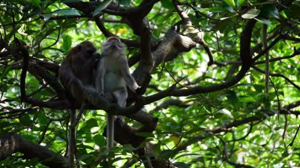 马来西亚槟城 一只猴子帮助它的伴侣在红树林树上挠身体痒 — 图库视频影像