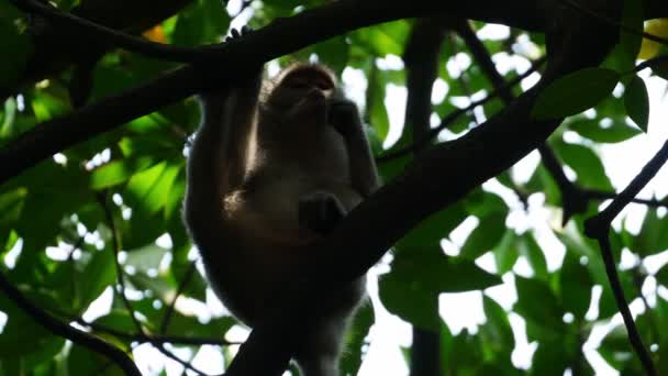 Mono Bosque Manglares Una Luz Brilla Cara Sungai Perai Penang — Vídeos de Stock
