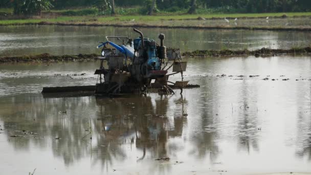Tractor Arrozal Durante Arrozal Inundado Agua — Vídeos de Stock