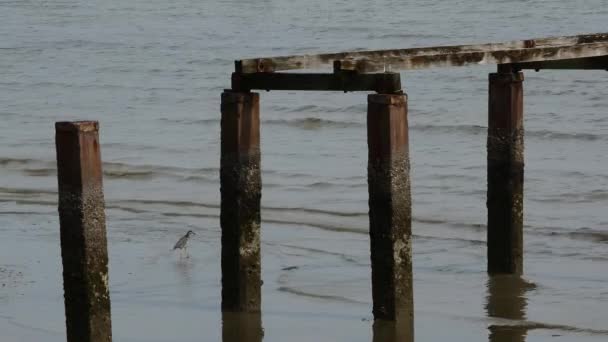 Птах Герон Шукає Рибу Біля Розбитого Мосту Біля Пляжу — стокове відео