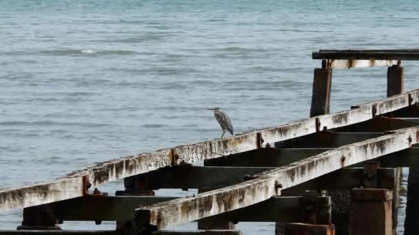 Heron Pták Odpočívat Zlomeném Mostě Dne — Stock video