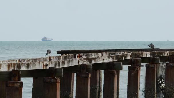 Timelapse Heron Bird Stay Broken Bridge Ship Sail Background — Vídeo de Stock