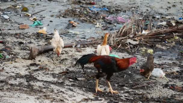 Rozrzucał Śmieci Plaży Kura Kogut Szukać Żywności Środowisku Śmieci — Wideo stockowe