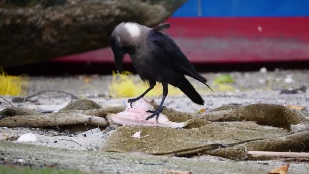 Pássaro Corvo Comer Peixe Salgado Areia Vila Pescadores Penang Malásia — Vídeo de Stock