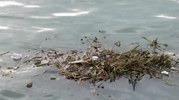 Basura Flotando Mar Cuestión Global Tierra — Vídeo de stock