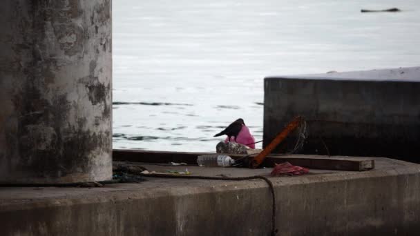 Crow Search Food Plastic Waste Left Human Penang Bridge Malezja — Wideo stockowe