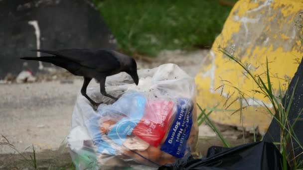 Zamknij Wrony Szukać Żywności Plastikowej Torby Rzucać Przez Nieodpowiedzialnych Ludzi — Wideo stockowe