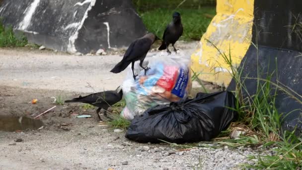 Kraaien Zoeken Voedsel Uit Vuilnis Plastic — Stockvideo