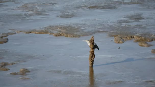 Garza Pájaro Patrón Barro Asustado Por Movimiento — Vídeos de Stock