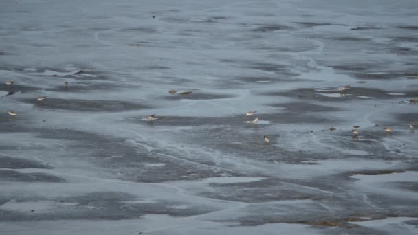 Búsqueda Aves Barro Kuala Perlis Durante Marea Baja — Vídeos de Stock