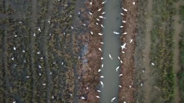 Bukit Mertajam, Penang, Malezya 'daki sulak alanda turna ve Asya açılış gagası canlı uyum içinde..