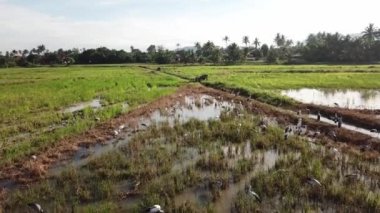 Bukit Mertajam, Penang, Malezya 'daki Asya açılış faturası grubunun üzerinden uç.
