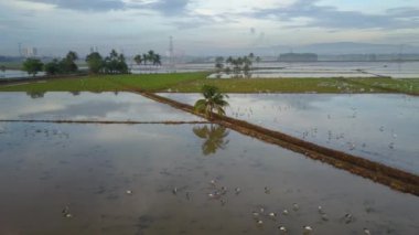 Hindistan cevizi ağacının Asya açılışıyla izlenmesi Bukit Mertajam, Penang, Malezya 'da birlikte yaşıyor..
