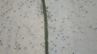 Asya açılış gagalı leylekleri Permatang Rawa, Bukit Mertajam, Penang, Malezya 'ya göç ederler..