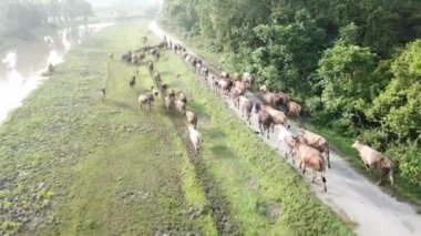 Palmiye yağı arazisinin yakınındaki köy kırsalında inekler koşuyor..