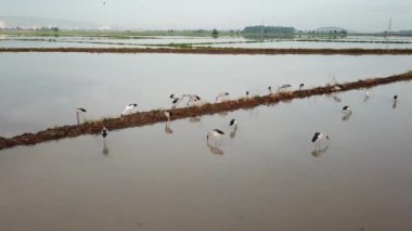Asya 'da daha çok Güneydoğu Asya' da bulunur..
