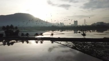 Asya açılış gagası gökyüzünde bir grup halinde uçuyor..