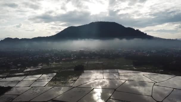 Hermosa Niebla Campo Arroz Bukit Mertajam Con Luz Difusa Través — Vídeo de stock