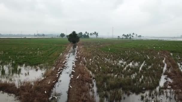 Grulla Hábitat Cigüeña Asiática Arrozal Beben Agua Cerca Del Desagüe — Vídeos de Stock