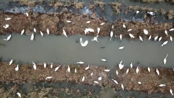 위에서 내려다보는 두루미가 말레이시아 페낭의 부킷머 배수구 근처에서 먹이를 — 비디오