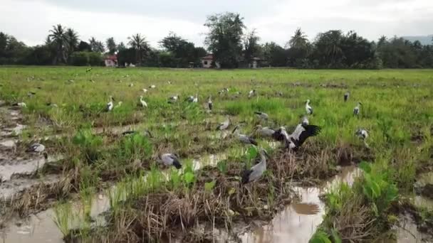 Gruppo Openbill Asiatici Vivono Nella Fattoria Paddy Agricoltura Bukit Mertajam — Video Stock