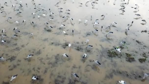 Vlieg Habitat Van Asian Openbill Wetland Bij Bukit Mertajam Penang — Stockvideo