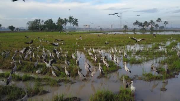 Asiatisk Openbill Flyga Till Paddy Field Söker Mat Bukit Mertajam — Stockvideo