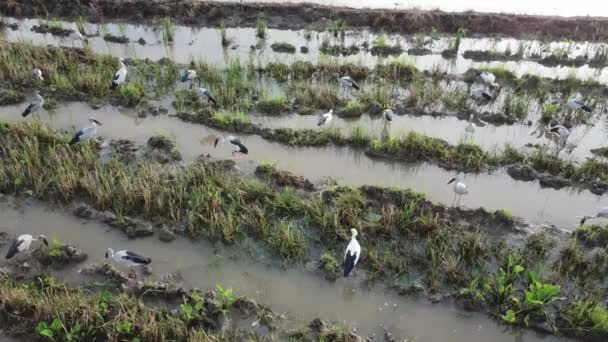 マレーシアのペナン州ブキッ メルタジャムの泥だらけの土地でアジアのオープンビルのコウノトリの鳥 — ストック動画