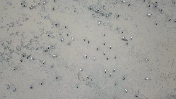 Aerial View Asian Openbill Stork Walk Paddy Search Food Bukit — Αρχείο Βίντεο