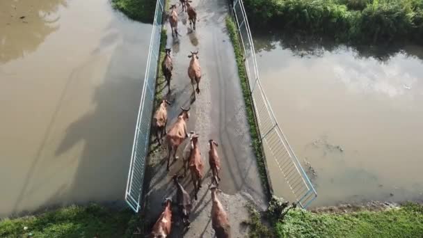 Veduta Aerea Mucche Camminano Sul Ponte Mattino Presto — Video Stock