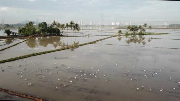 Flygfoto Asiatisk Openbill Stork Vila Framför Kokosnötsträd Översvämmad Med Vatten — Stockvideo