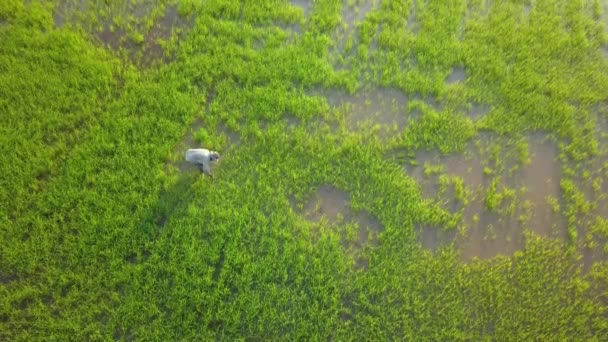 マレーシア ペナン州ブキッ メルタジャムに水田を植える空撮農家 — ストック動画