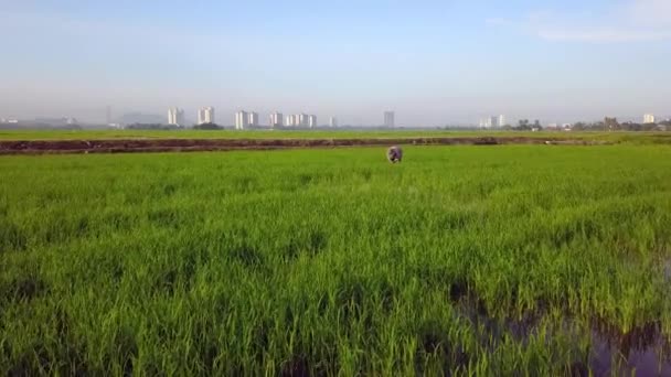 マレーシア ペナン州ブキッ メルタジャムの畑に水田を移植 — ストック動画