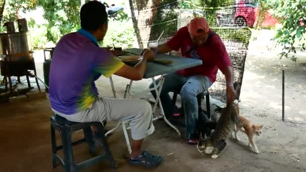 Diviértete con gato. — Vídeos de Stock