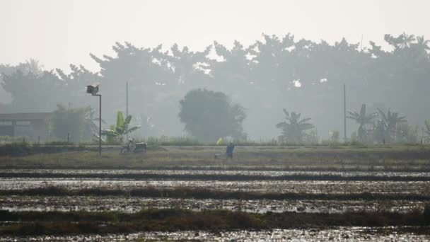 Petani di lapangan. — Stok Video