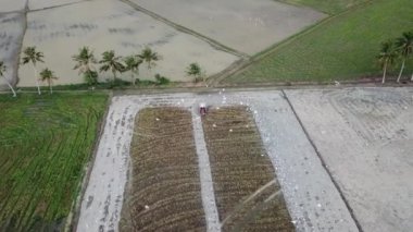 Çiftlikteki turna kuşları.